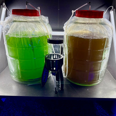 Green Live Phytoplankton