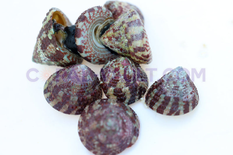 Black & White Trochus Snails