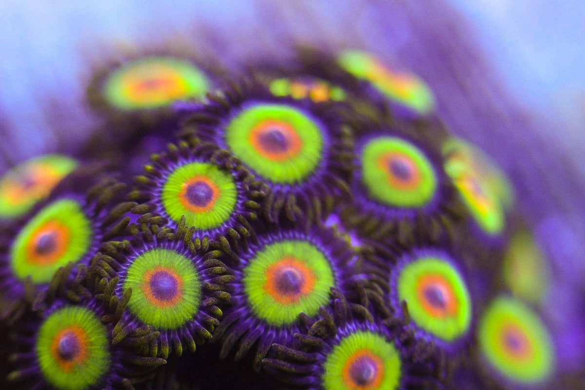 Coral – Aqua-Vault