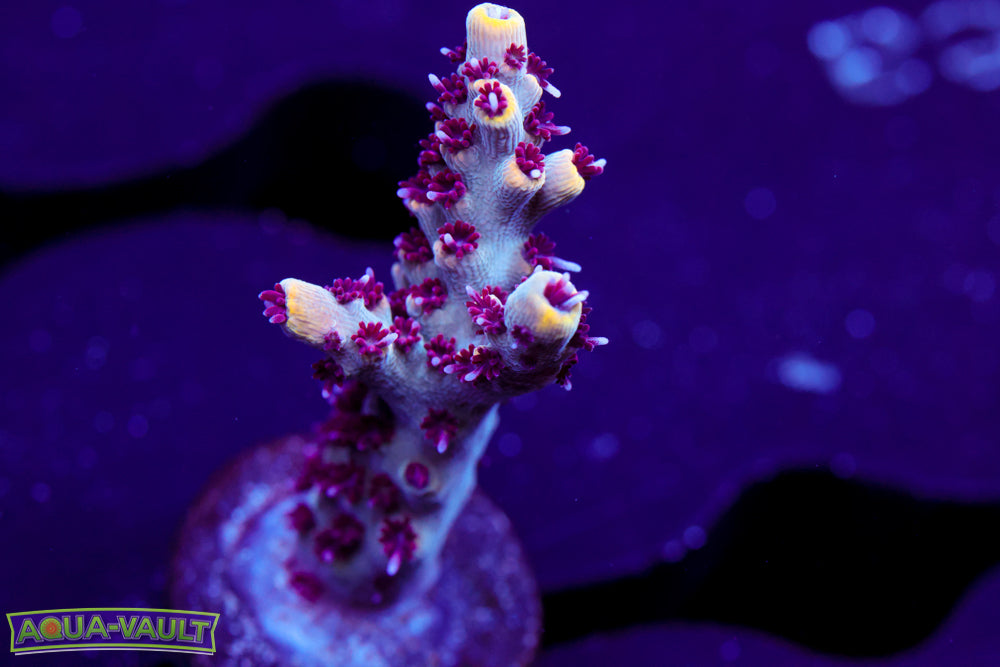 RMF Tigers Blood Acro