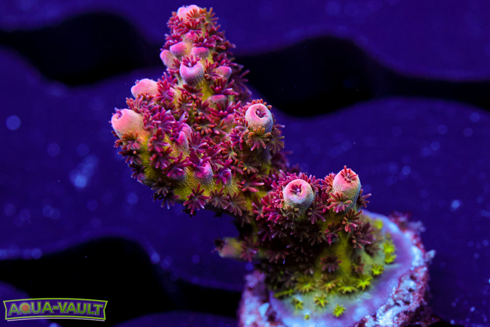 WWC Heartbreaker Acro