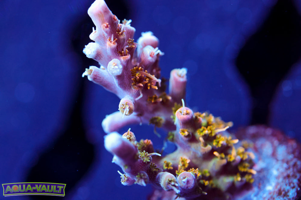 CC Voodoo Majick Acro