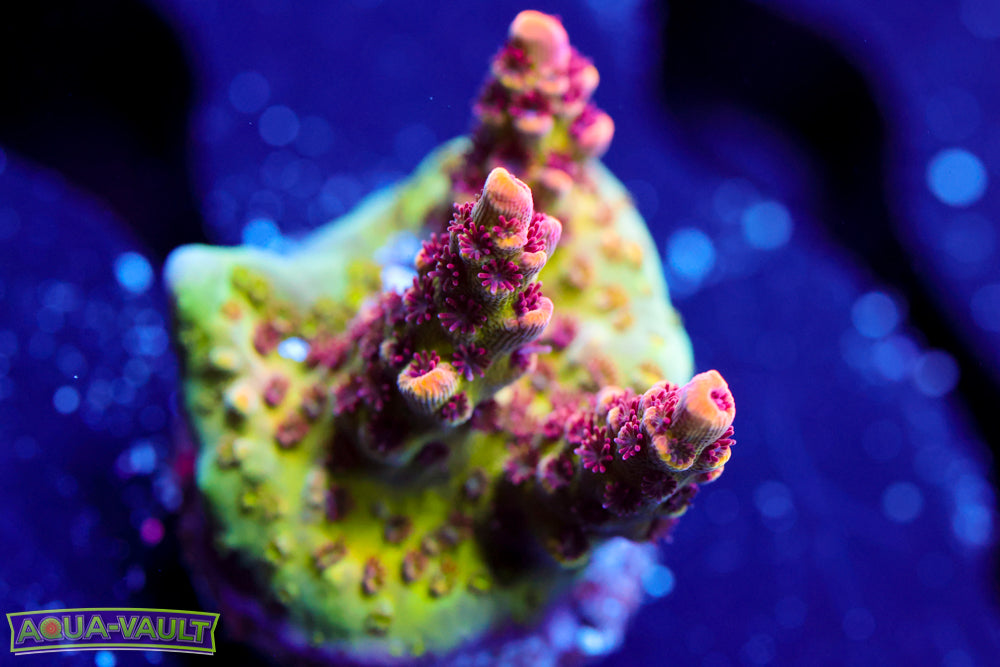 TSA Princess Peach Acro