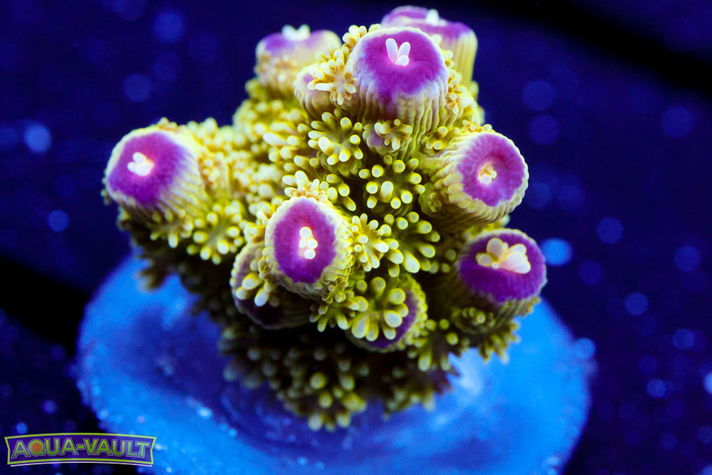 AV99 Orange Crush Acro