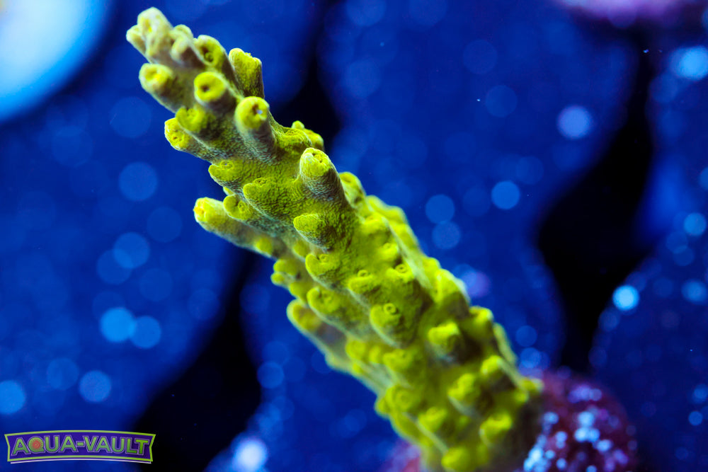 Tyree Lime in the Sky Acro