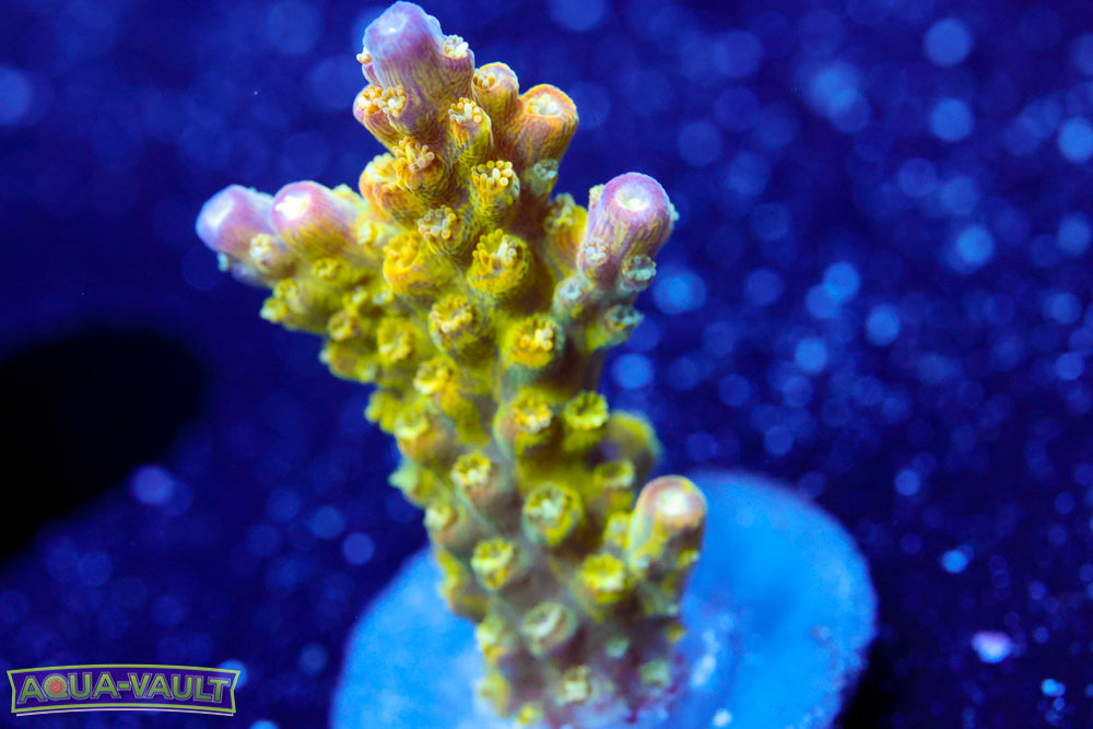 CC Banana Hammock Acro