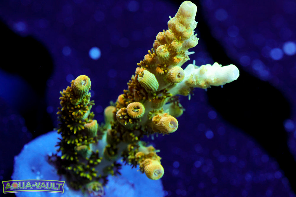 TSA Billy Murray Acro