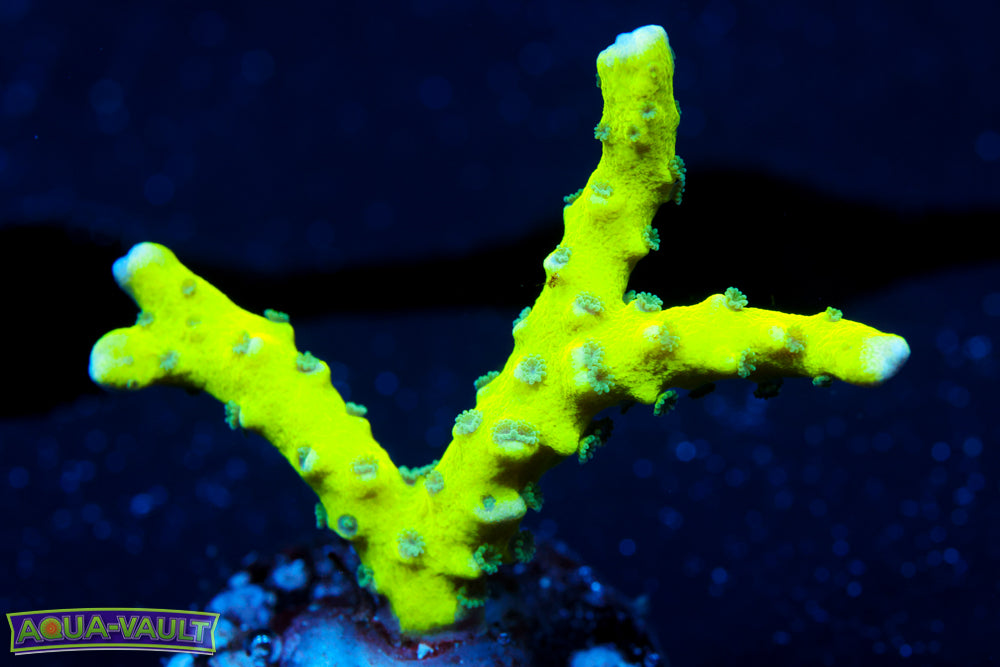 CB The Thing Anacropora