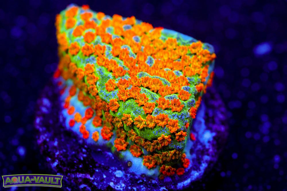 Rainbow Montipora