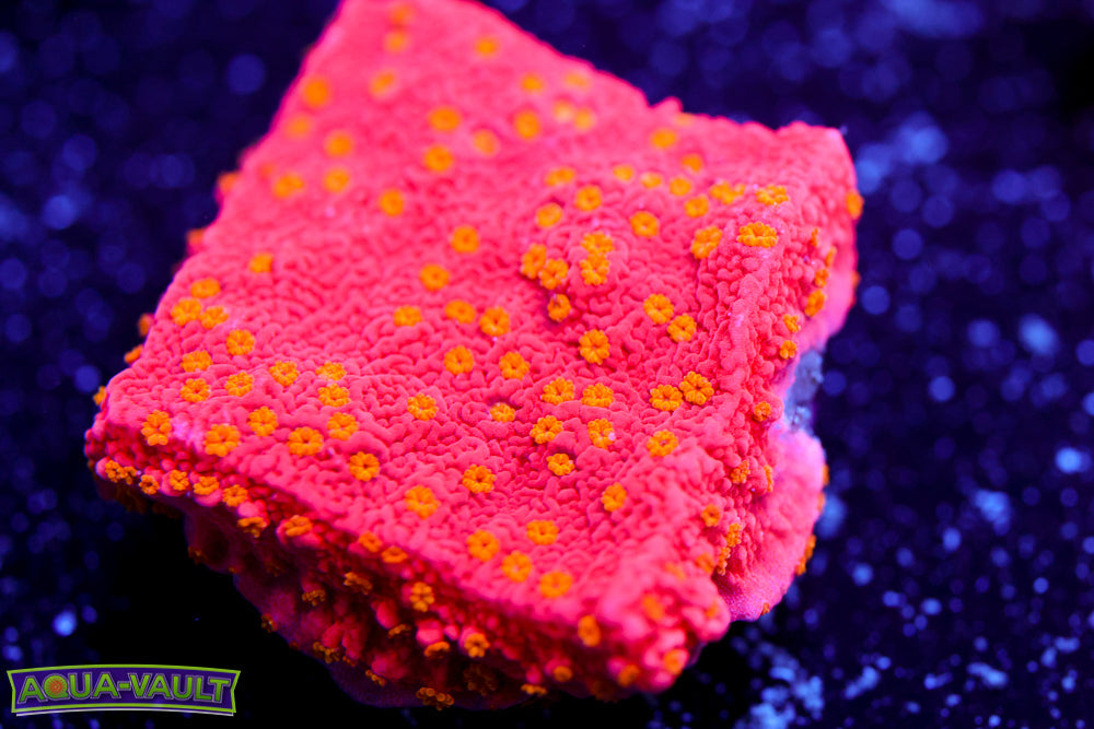 Sunfire Montipora