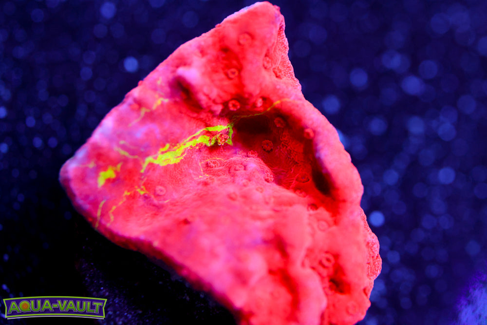 WWC Grafted Montipora Cap