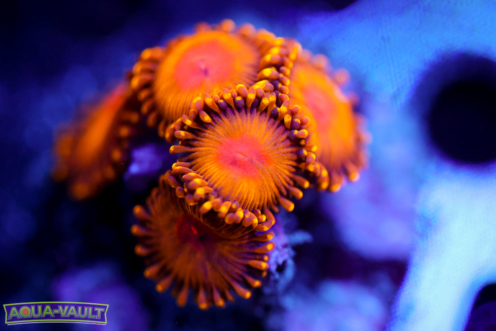 WWC Golden Gods Zoa