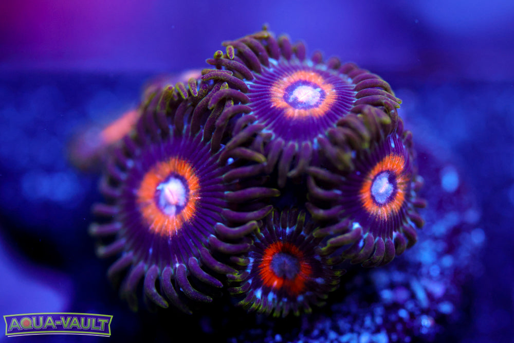 Ultra Nipple Zoa