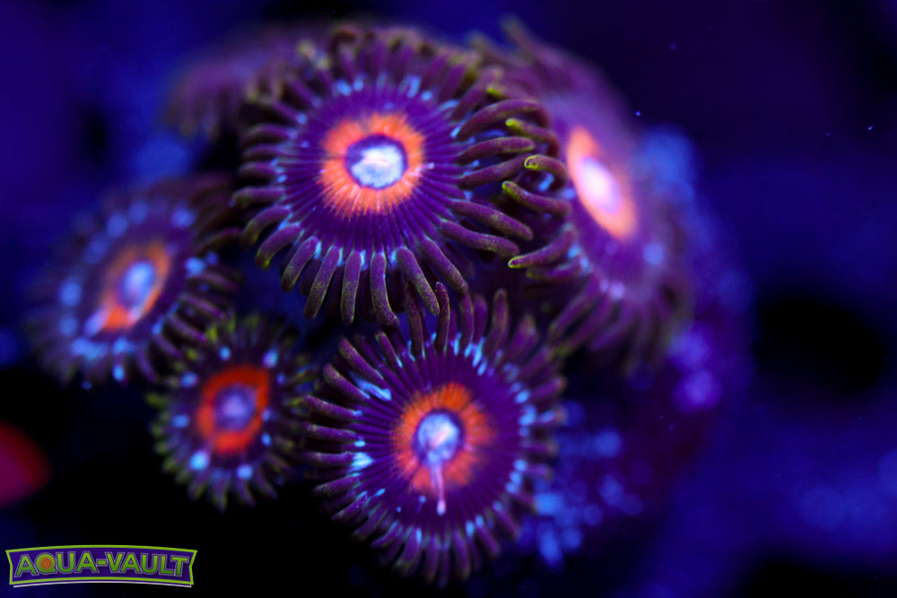 Ultra Nipple Zoa