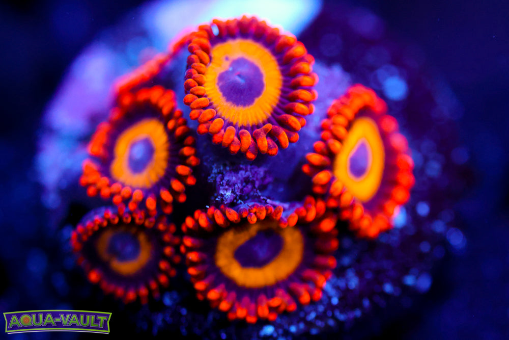 Fruit Loops Zoa