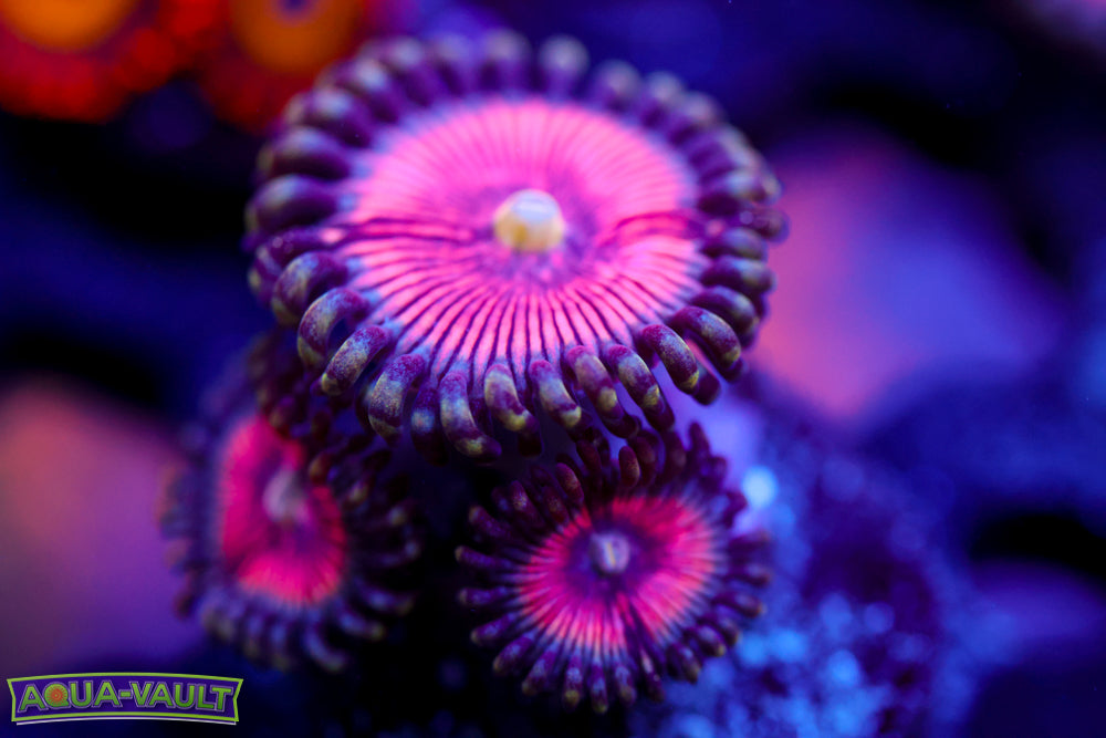 Paternity Test Zoa