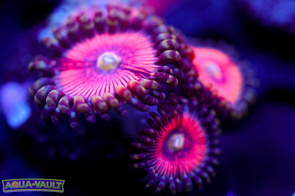 Paternity Test Zoa