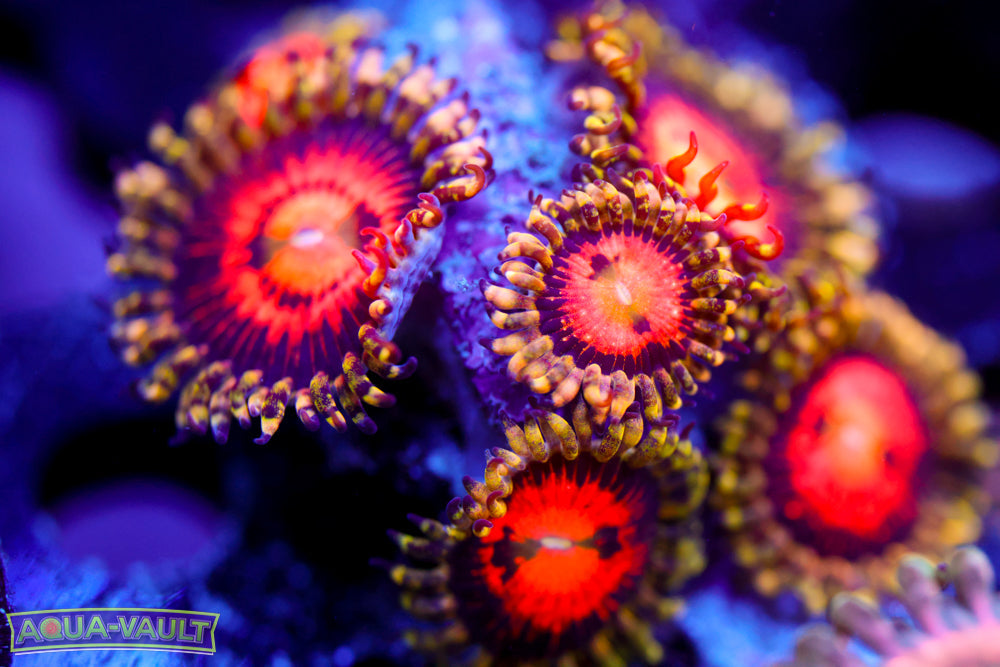 Rainbow Incinerator Zoa