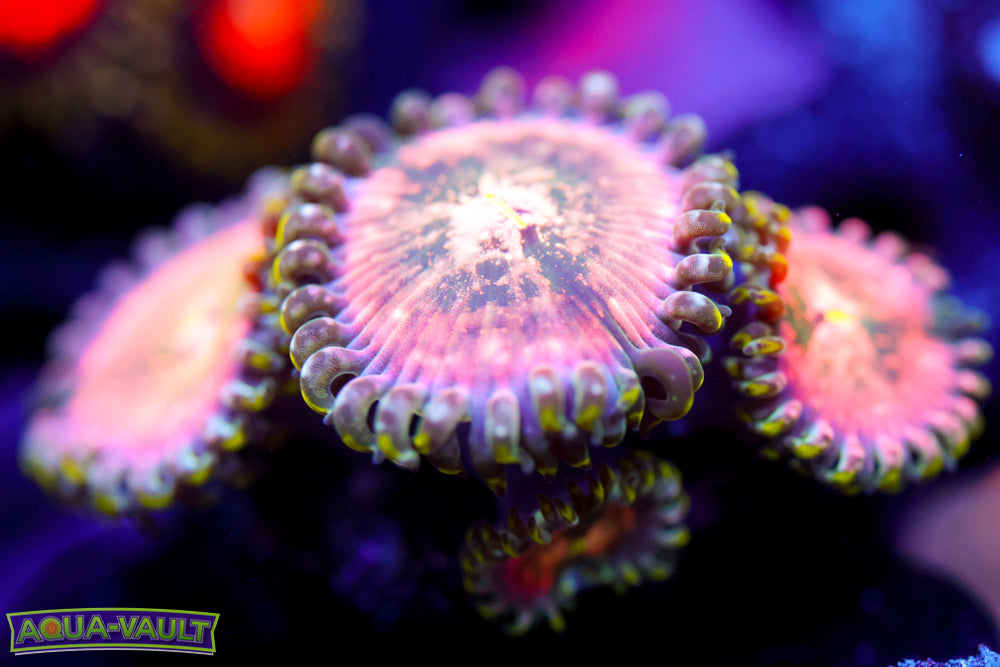 Cosmic Hawaiian Zoa