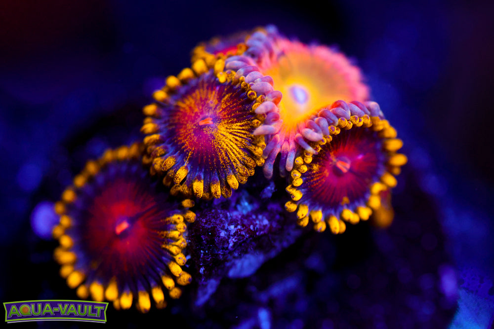 CC Super Saiyan + Rainbow Troll Zoa