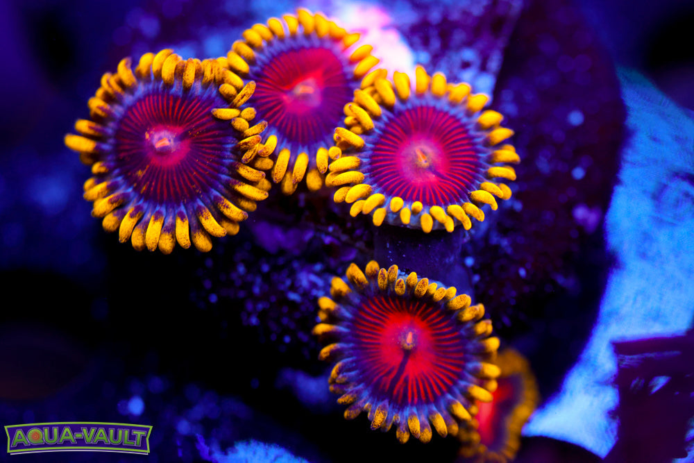 CC Super Saiyan Zoa