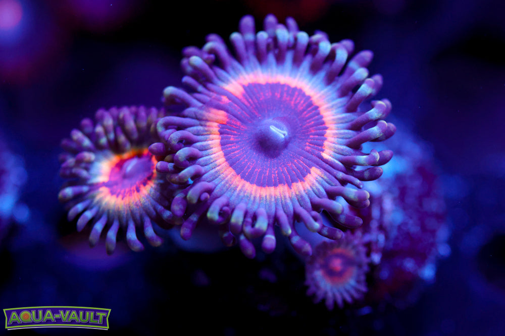 Sonic Flare Zoa