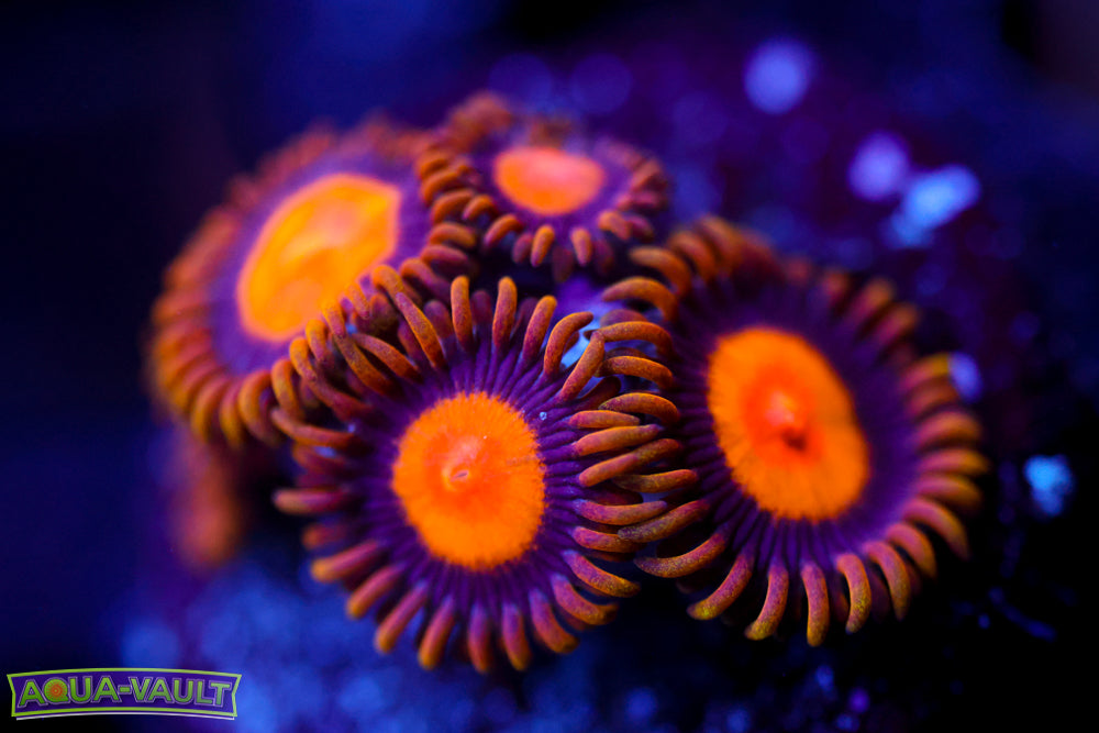 Sunflower Zoa