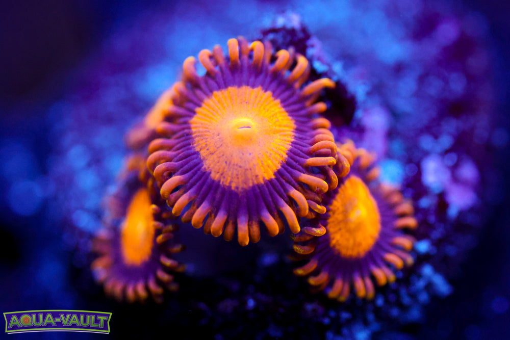 King Midas Zoa