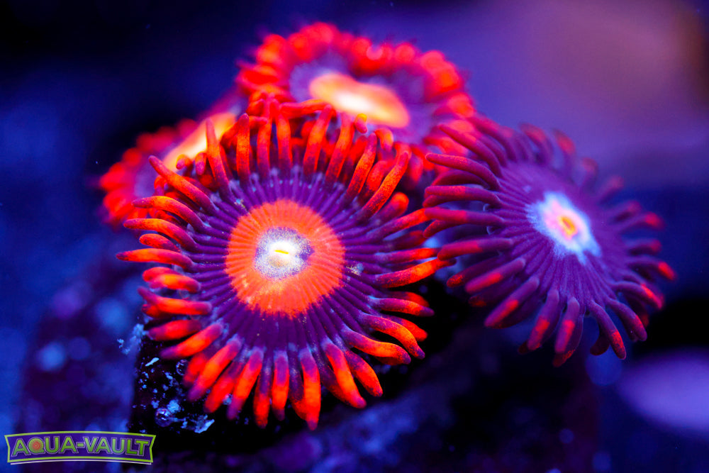 Blonde Eye Blue Bitches Zoa