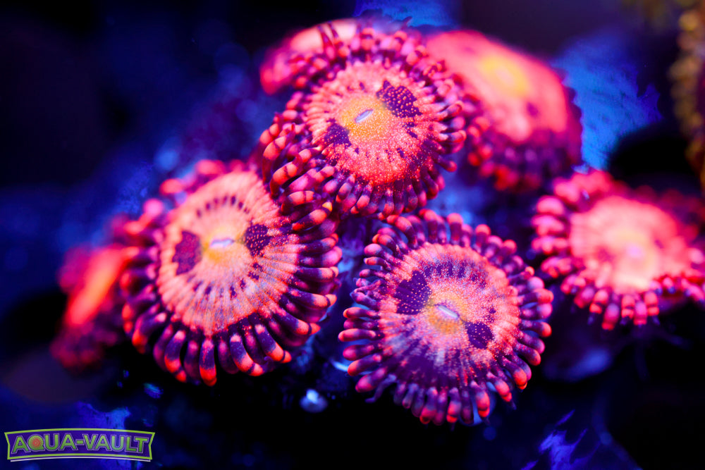 JF Crybaby Zoa