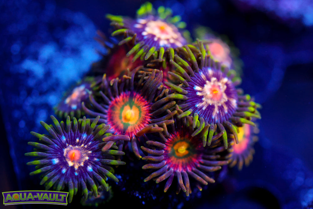 Stargazer + Laser Lemon Zoa