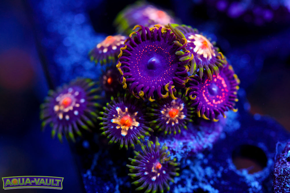 Psychosis + Stargazer Zoa