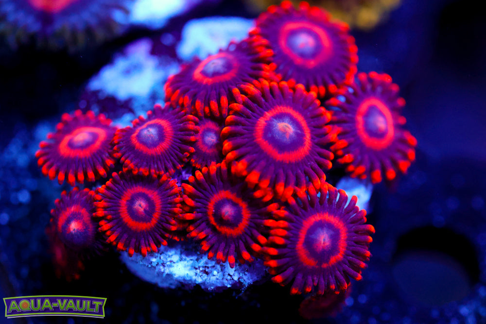 Red Hornet Zoa