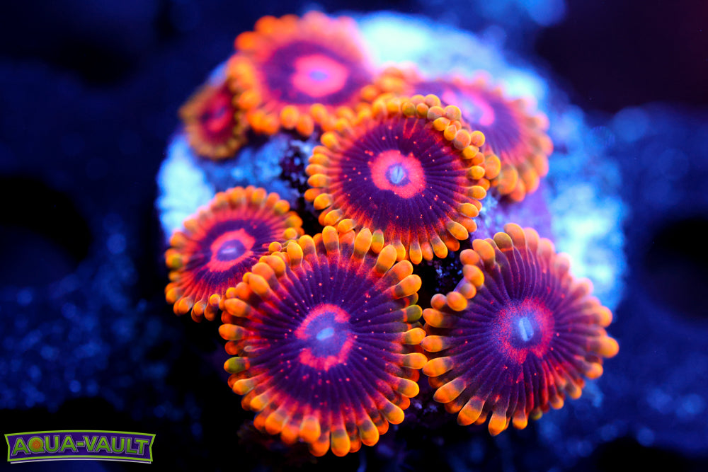 Mind Trick Zoa
