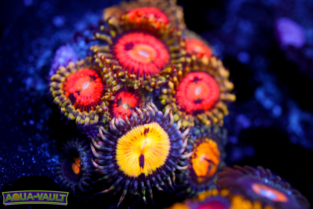 Butt Muncher + Rainbow Incinerator Zoa