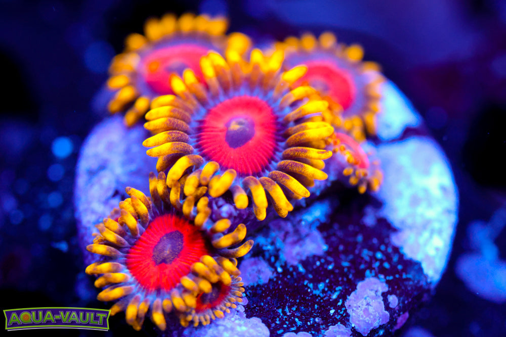 Easgle Eye Zoa