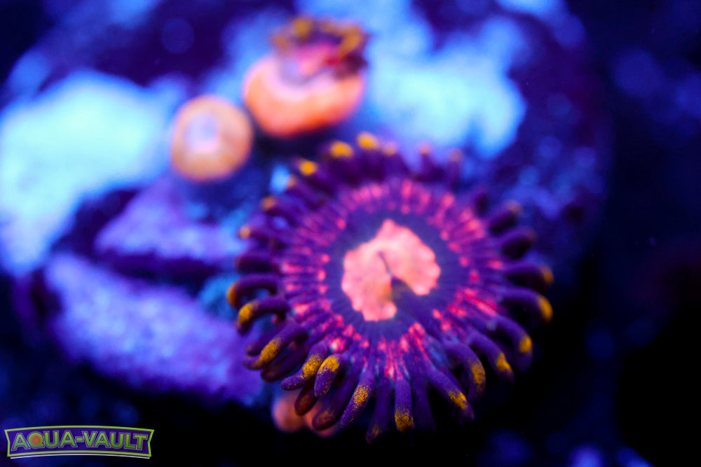 OG Laser Lemon Zoa