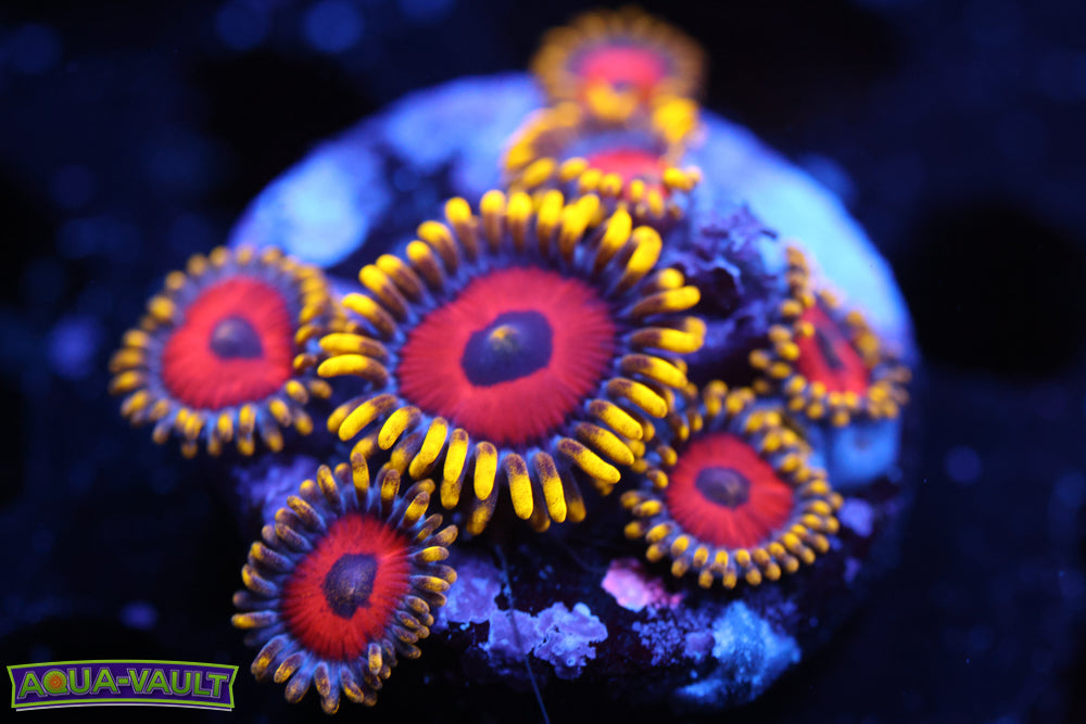 Eagle Eye Zoa