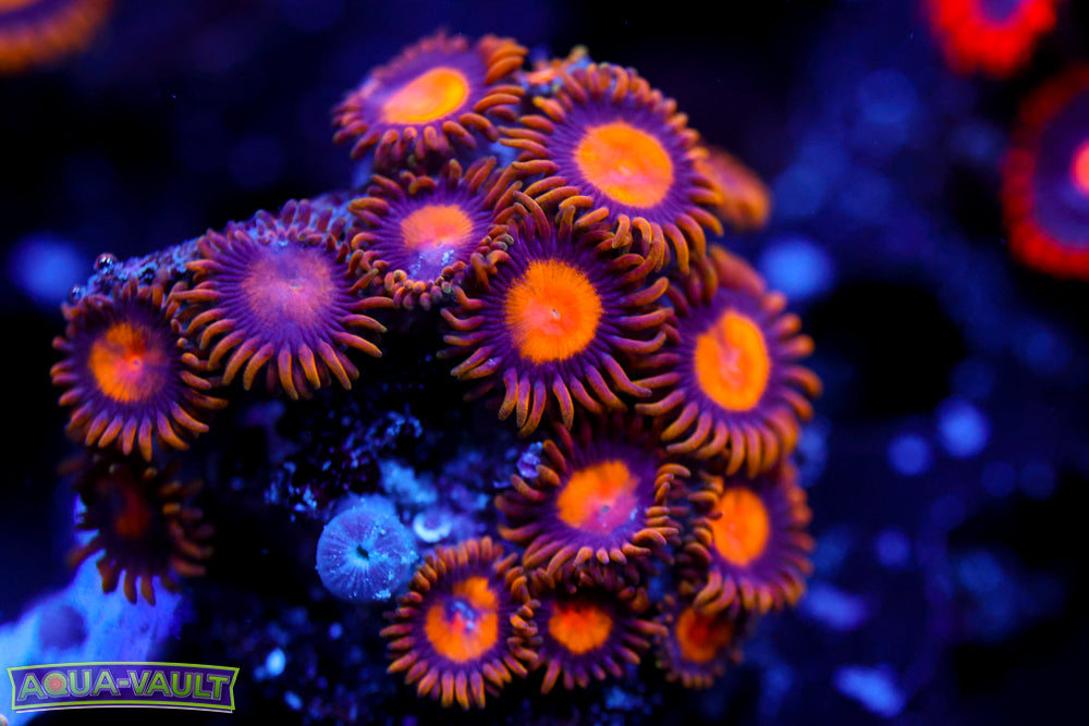 King Midas Zoa