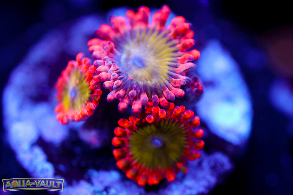 Oompa Loompa Zoa