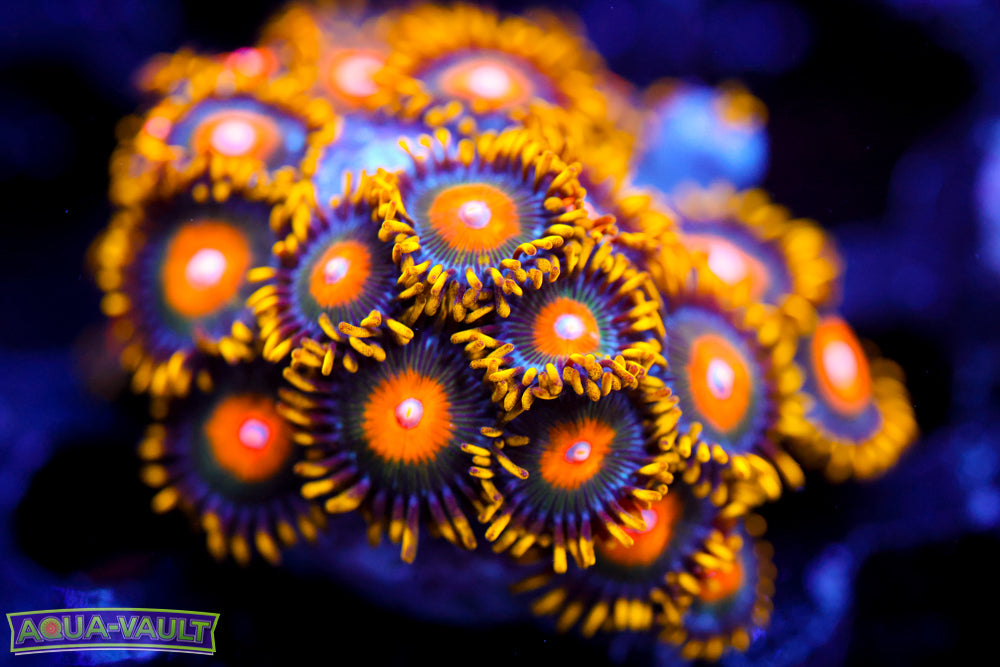 Golden Hornet Zoa Colony