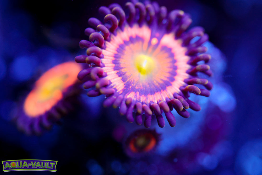 Citrus Cooler Zoa