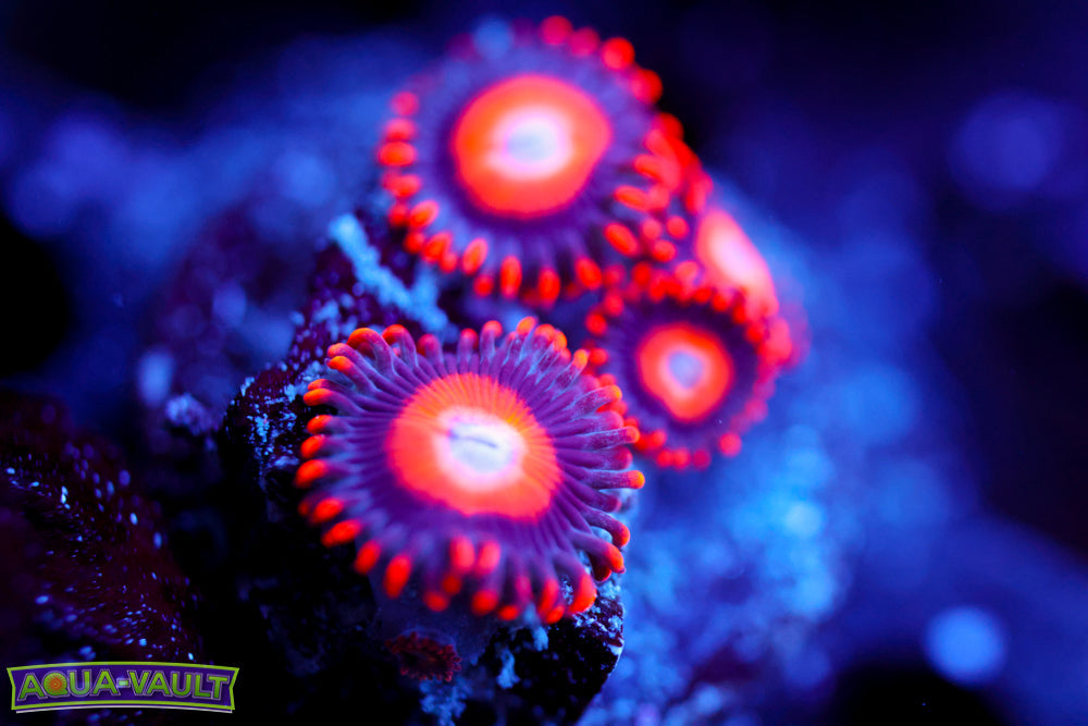 Orange Oxide Zoa
