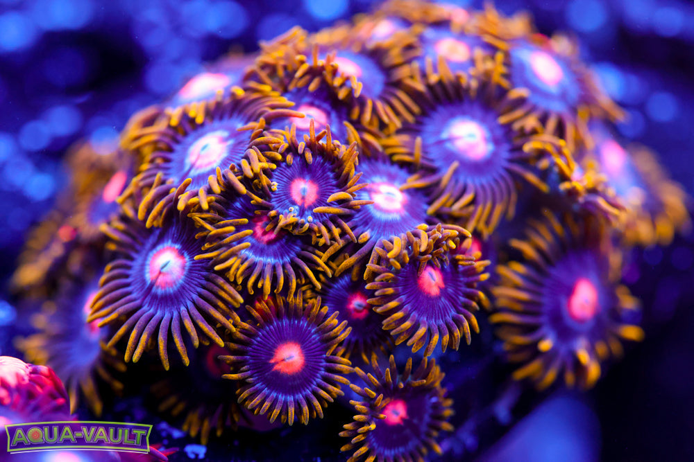 CV Blow Pops V2 Zoa Colony