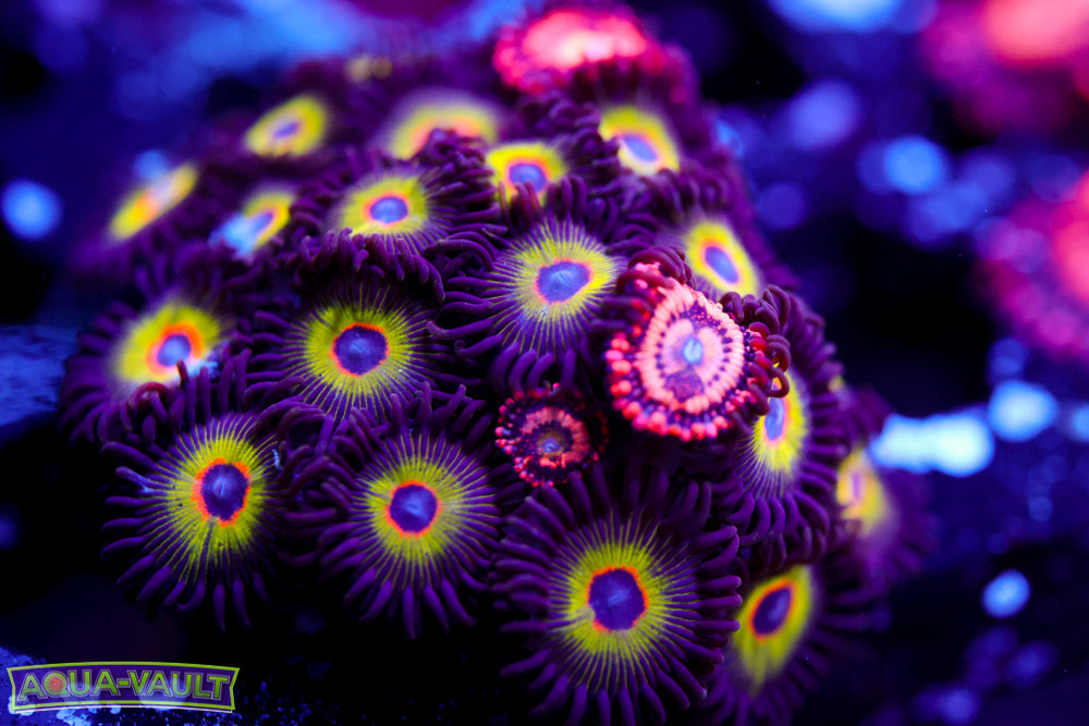Bob Marley Zoa Colony