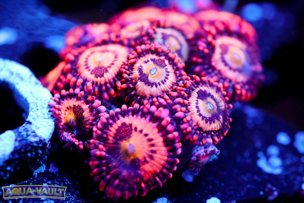 JF Crybaby Zoa Colony