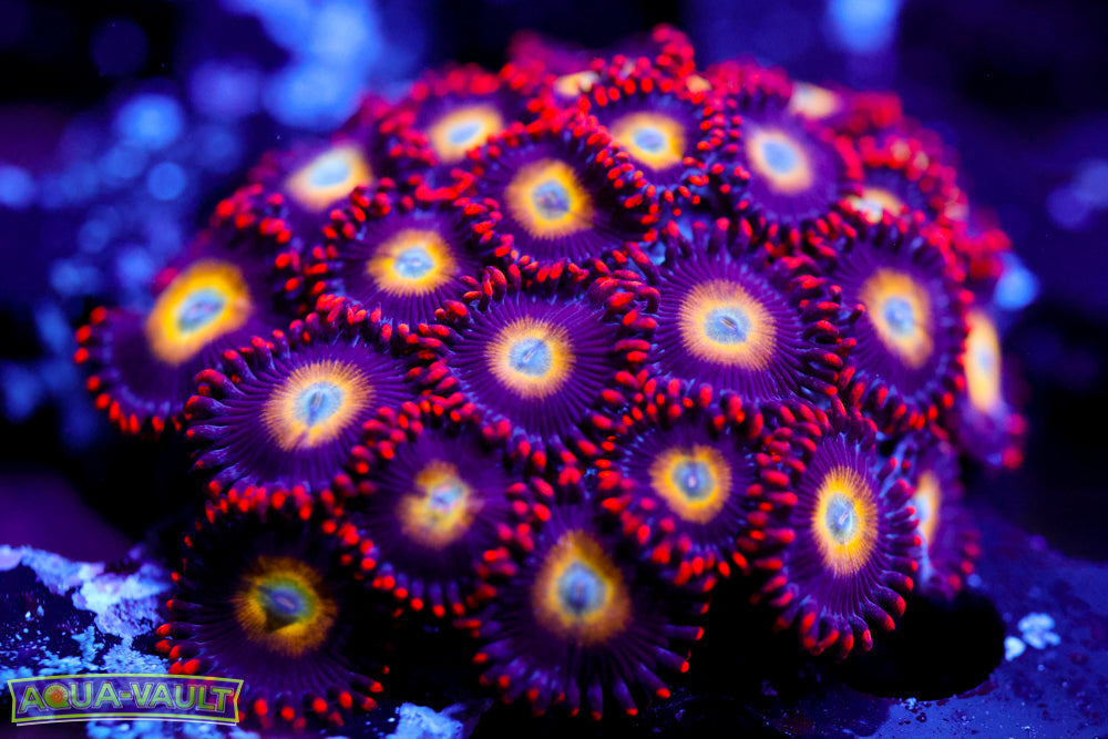 Circus Circus Zoa Colony