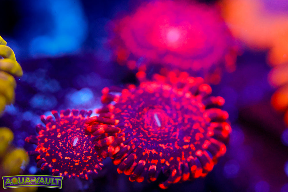 Nightmare Zoa