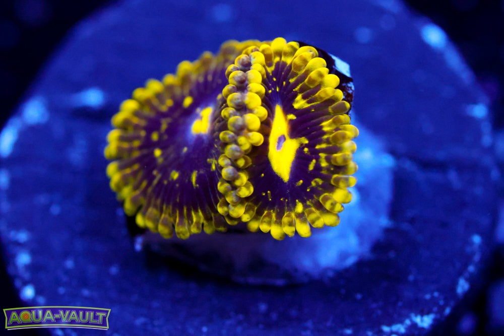 Exosphere Zoa