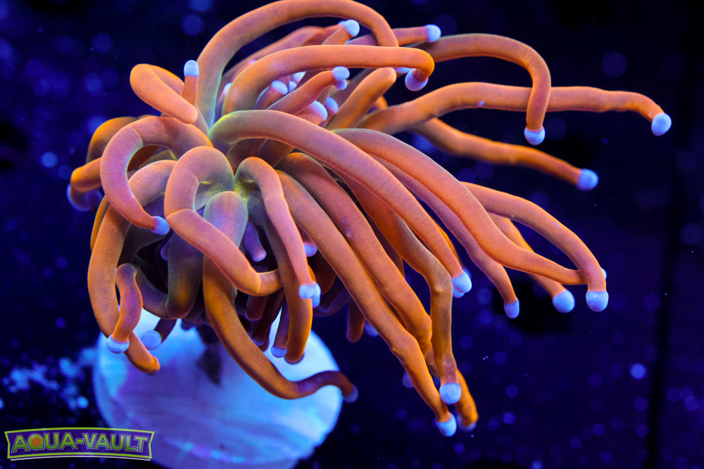 CV Dragon Tamer Torch